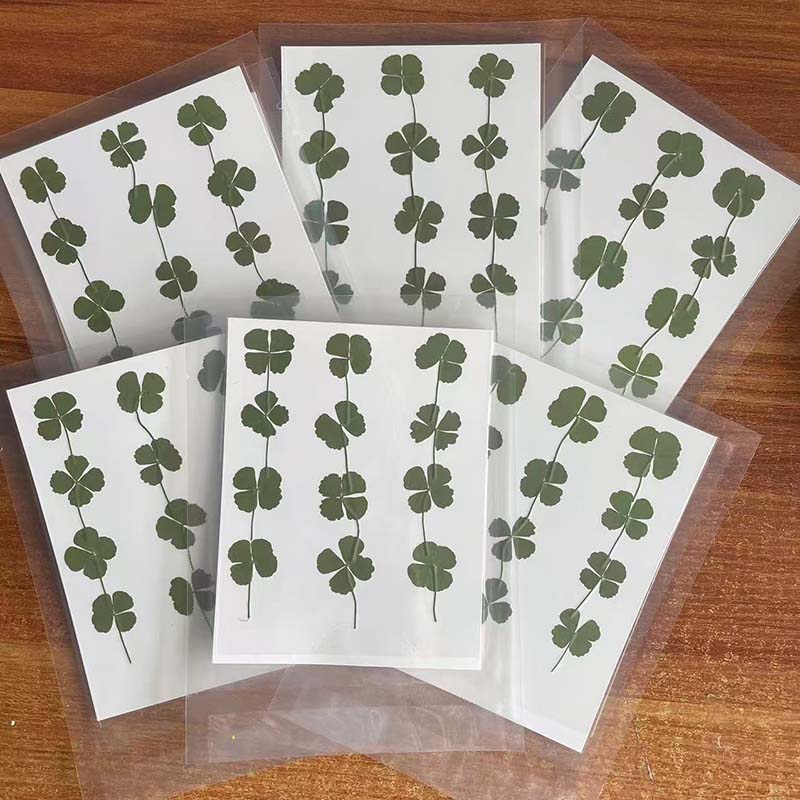 48, 60, 120 pièces / Feuillage - Red Clover Flower avis et prix