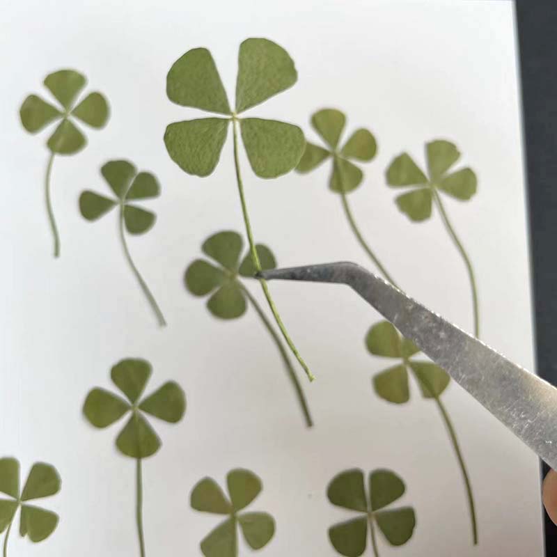 48, 60, 120 pièces / Feuillage - Red Clover Flower avis et prix