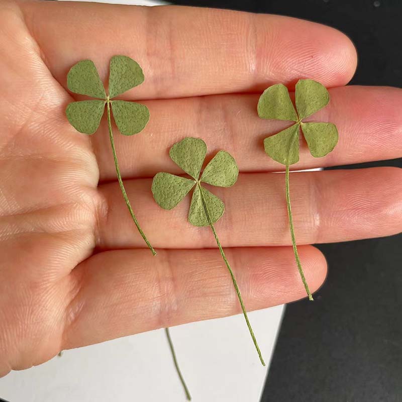 48, 60, 120 pièces / Feuillage - Red Clover Flower avis et prix